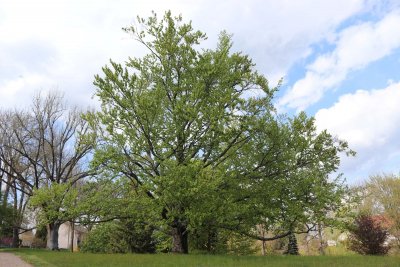 Fagus sylvatica - buk lesní (19) - celek (památný strom)